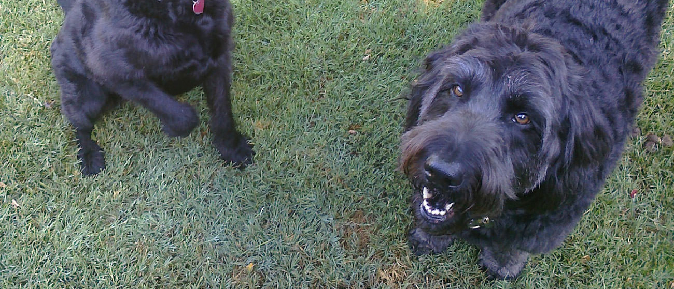 Wat is het verschil tussen een Labradoodle en Goldendoodle?