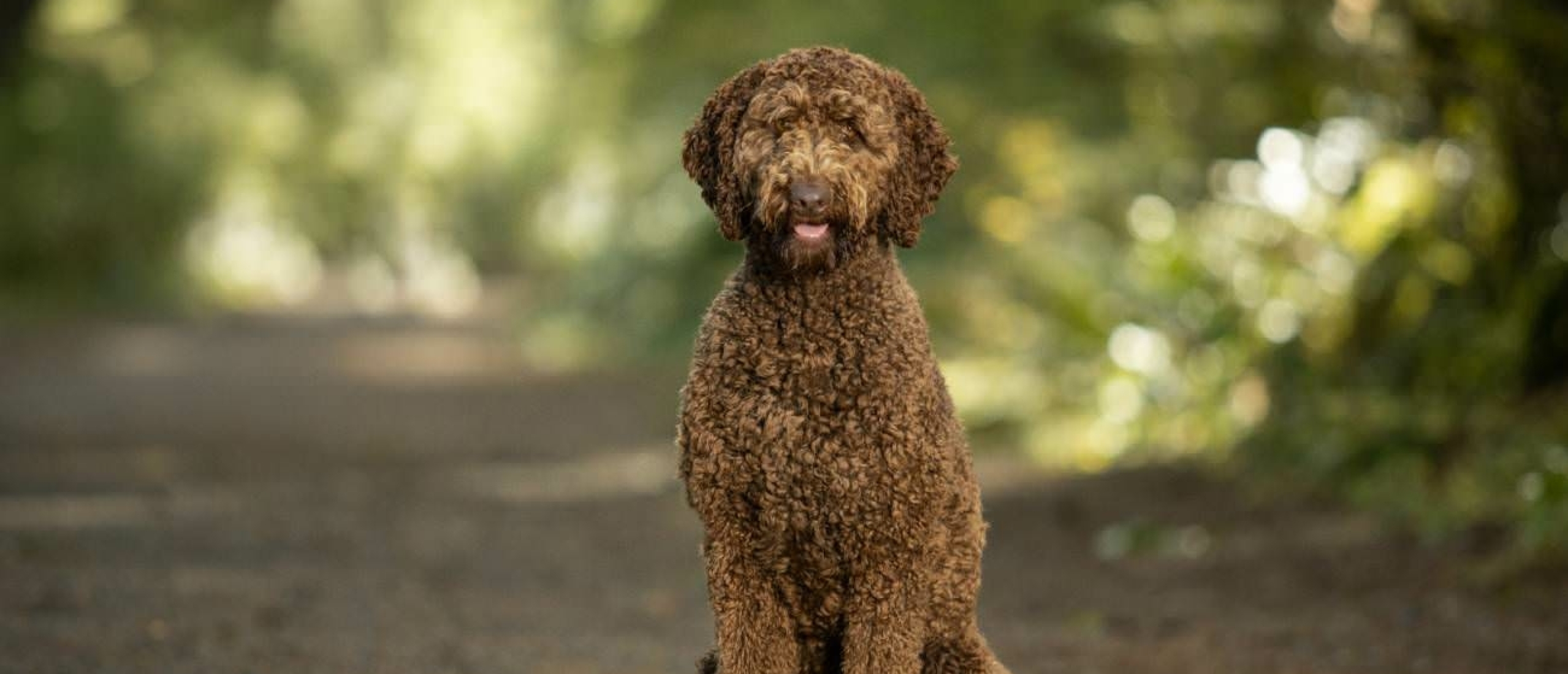 wanneer-en-moet-ik-mijn-labradoodle-laten-castreren-en-steriliseren