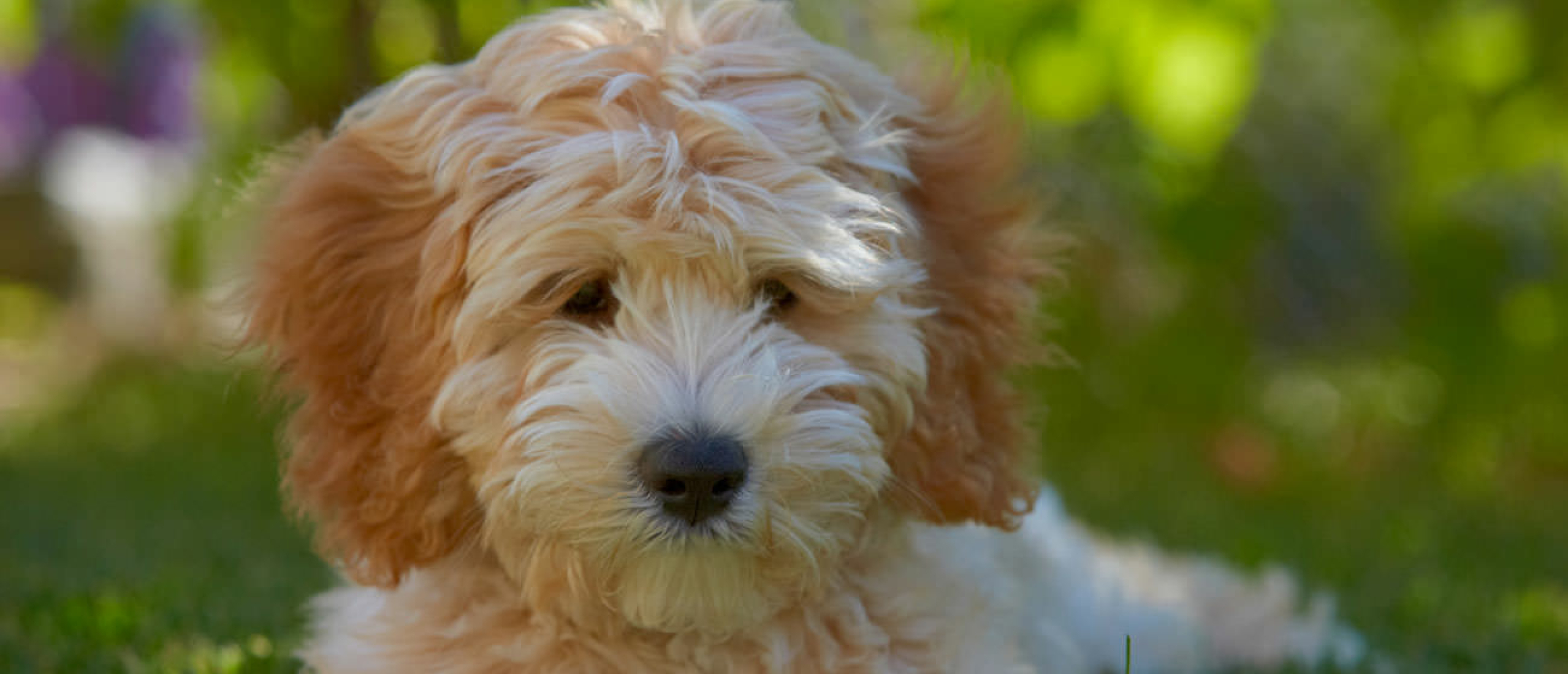 Wil je een (Australian) Labradoodle pup kopen? Let dan op deze punten!