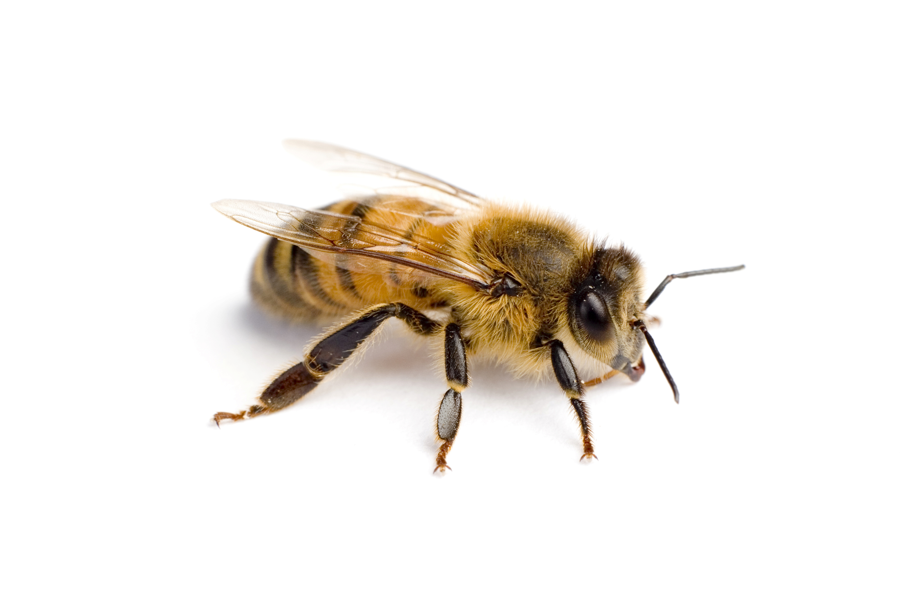Bijenmakelaar voor Imkers