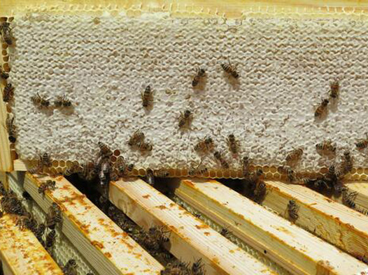 Honing direct van de Nederlandse imker het best volgens de consumentenbond