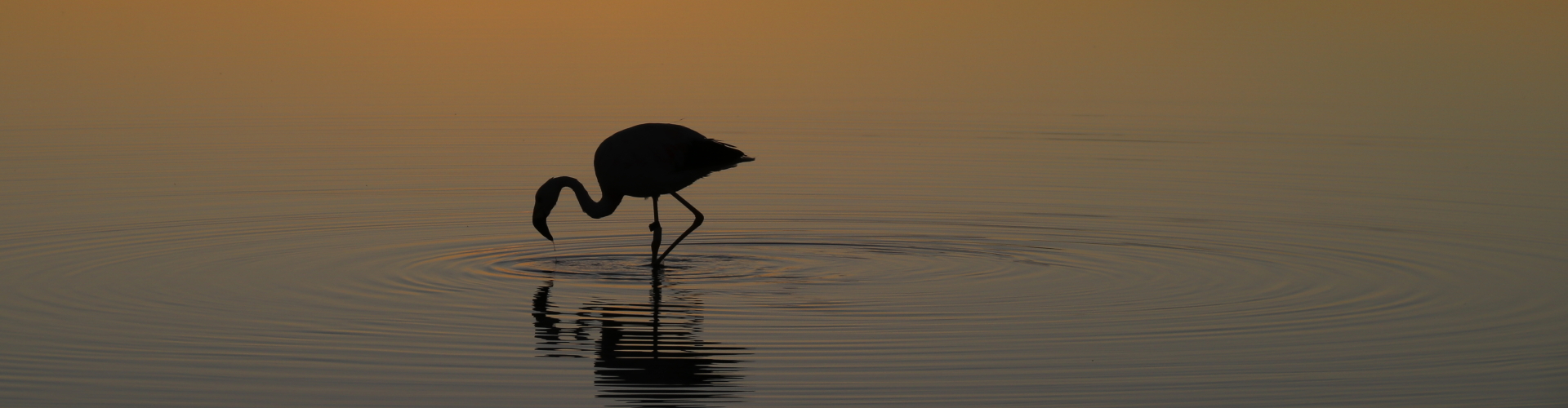 flamingo-sunset