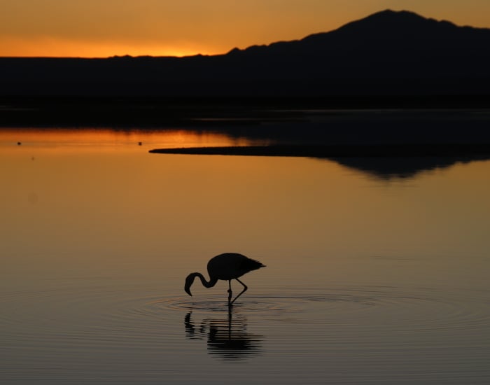 flamingo-sunset