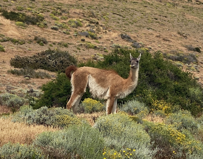 guanaco-foto