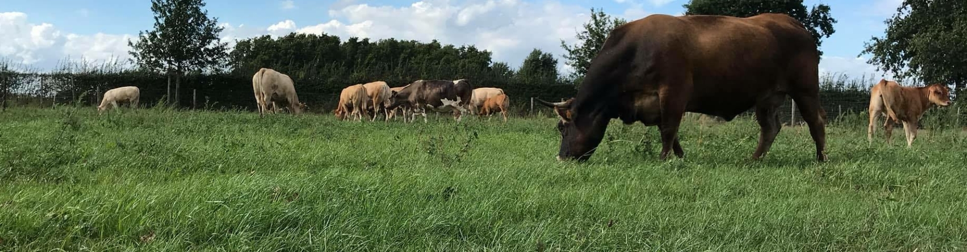 grazende koeien beweiden beweiding agro ecologie