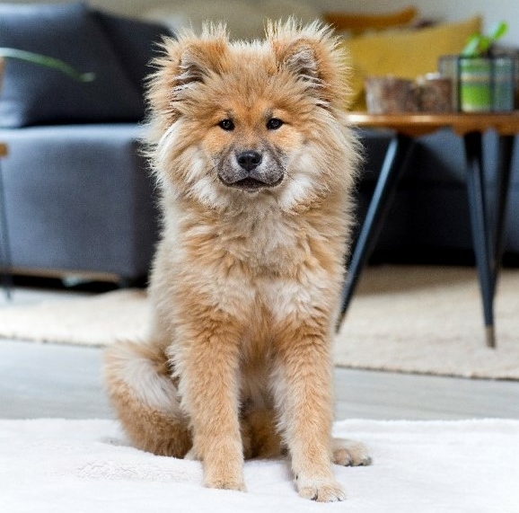 SHIINU online academy, puppy, puppytraject, welkom nieuwe pup, hondenschool, holistische hondencoach