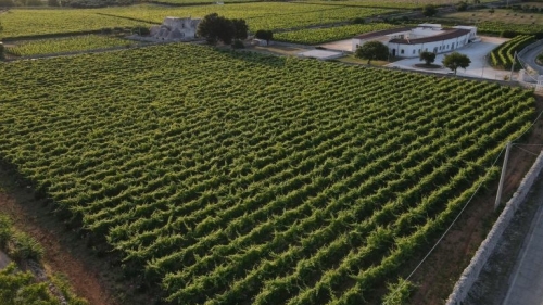 Wijnen in Puglia