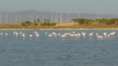 Flamingo's op Sardinië