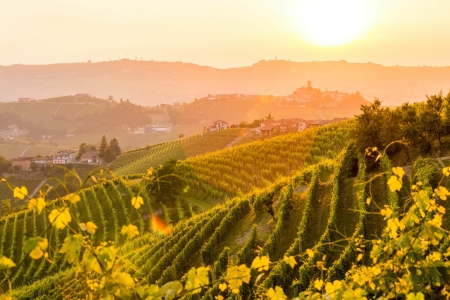 Wijnen in Piemonte
