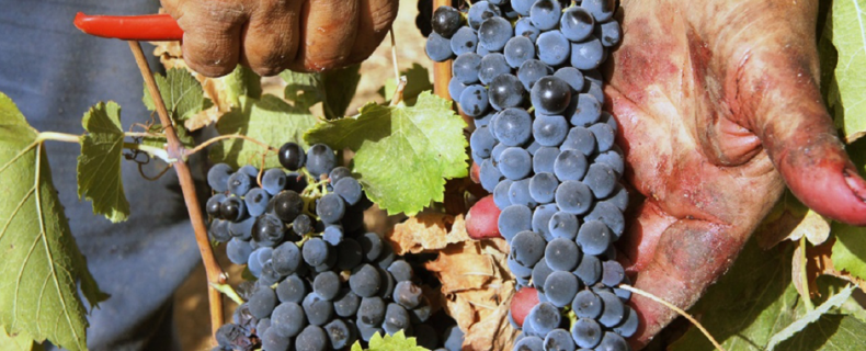 Wijn maken in Italië: hoe werkt het druiven oogsten?