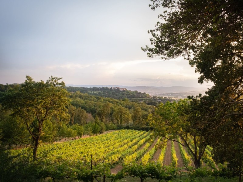 wijn- en olijfgaarden umbrie