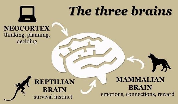 Reptielen brein