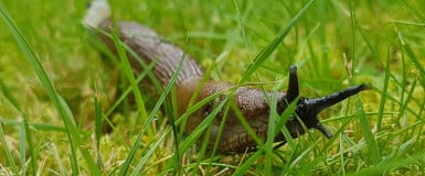 Stukje wandelen: Naaktslak