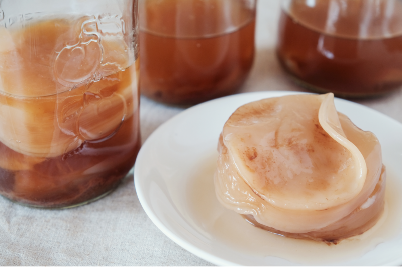kombucha scoby