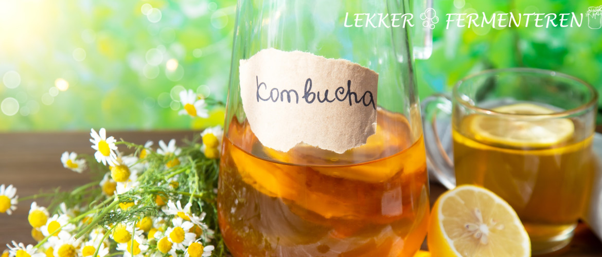 Kombucha, wat is het? Kombucha, wat is het?