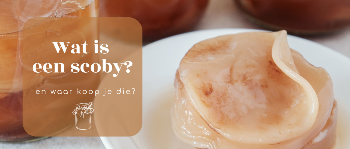 Wat is een kombucha scoby?