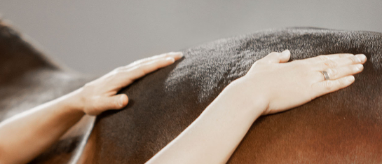 Lelymare Horses ondersteund bij de mauele technieken voor mobiliteit