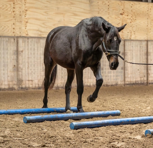 Je paard wordt gesocialiseerd bij Lelymare Horses