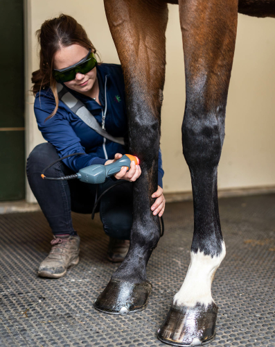 Lasertherapie bij paarden op Lelymare Horses