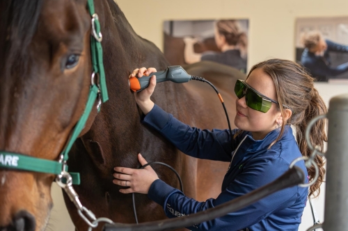 Lasertherapie bij paarden op Lelymare Horses