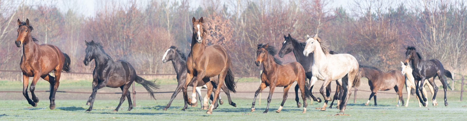 Paarden kunnen vrij bewegen bij Lelymare Horses