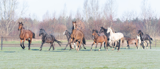 Paarden kunnen vrij bewegen bij Lelymare Horses