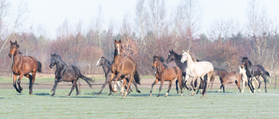 Paarden kunnen vrij bewegen bij Lelymare Horses