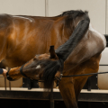 Op Lelymare Horses bieden we het beste mobiliteitsprogramma voor je paard