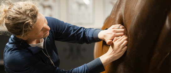 Palperen is een standaard onderdeel van de revalidatie voor paarden