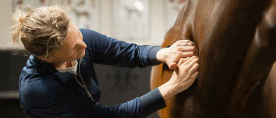 Palperen is een standaard onderdeel van de revalidatie voor paarden