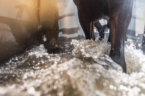 Lelymare Horses biedt de mogelijkheid om te trainen met de aquatrainer