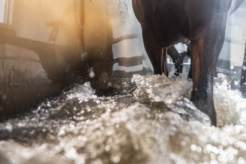Lelymare Horses biedt de mogelijkheid om te trainen met de aquatrainer