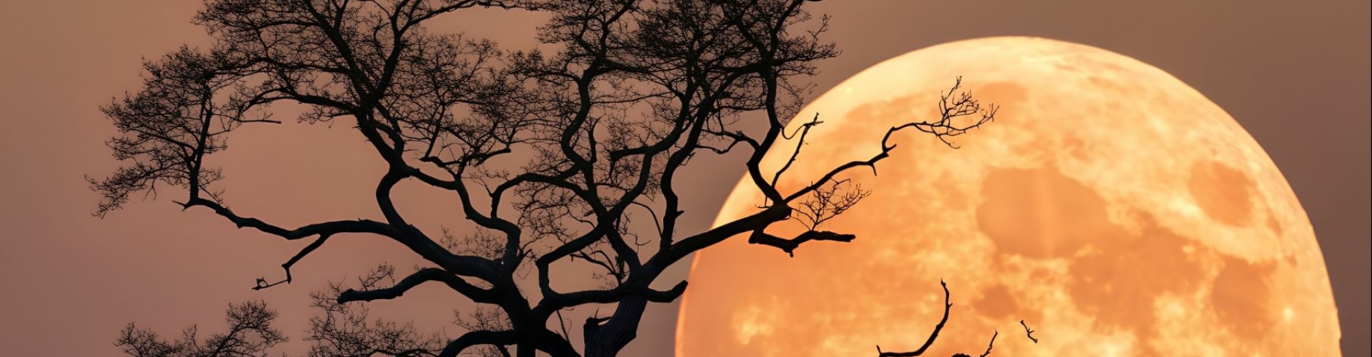 heksenopleiding cursus heksen