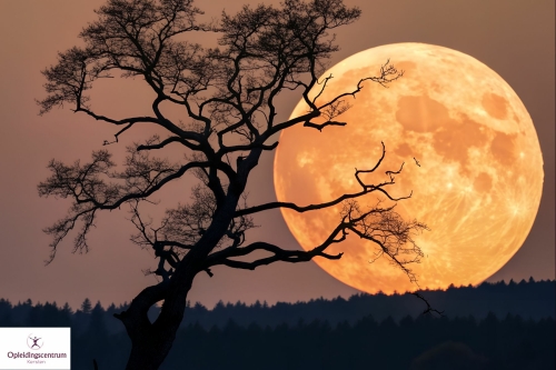 heksenopleiding cursus heksen