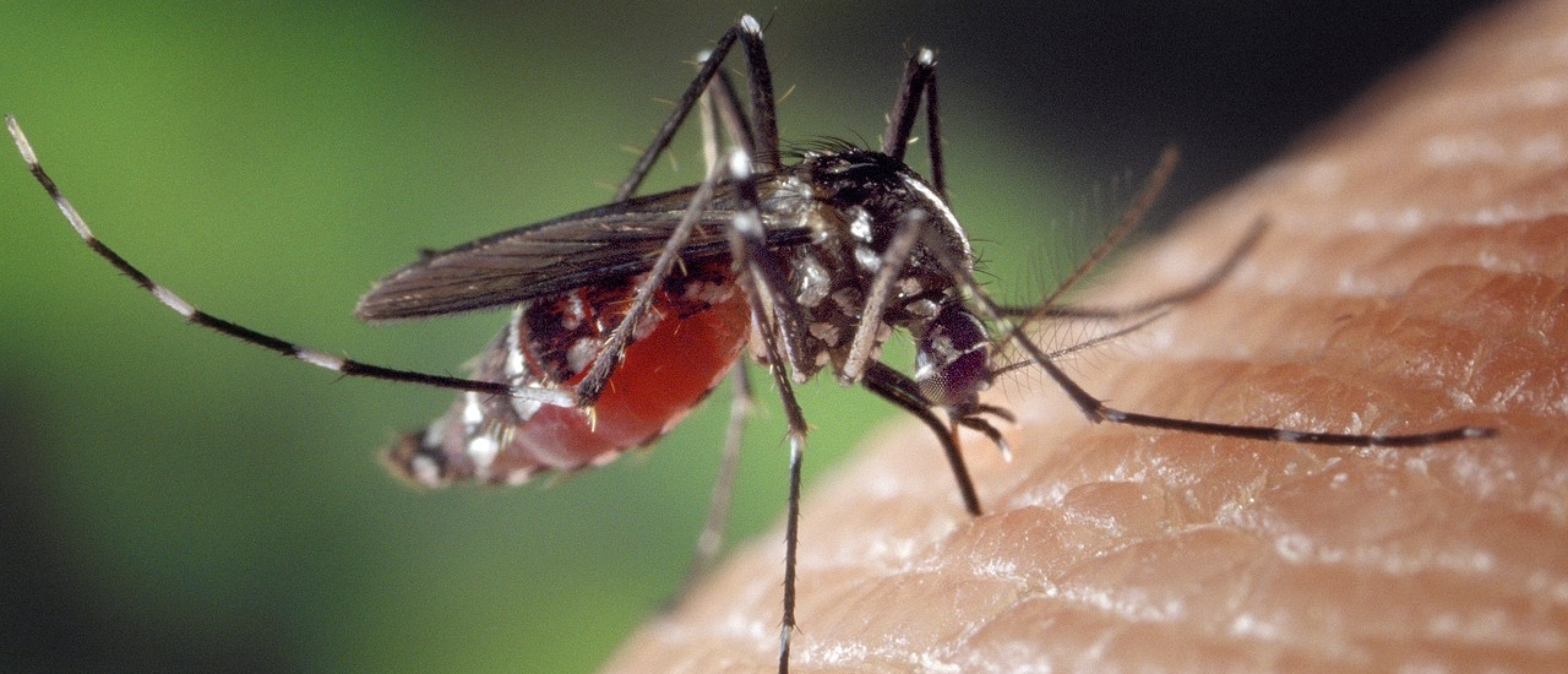 De 6 beste planten tegen muggen