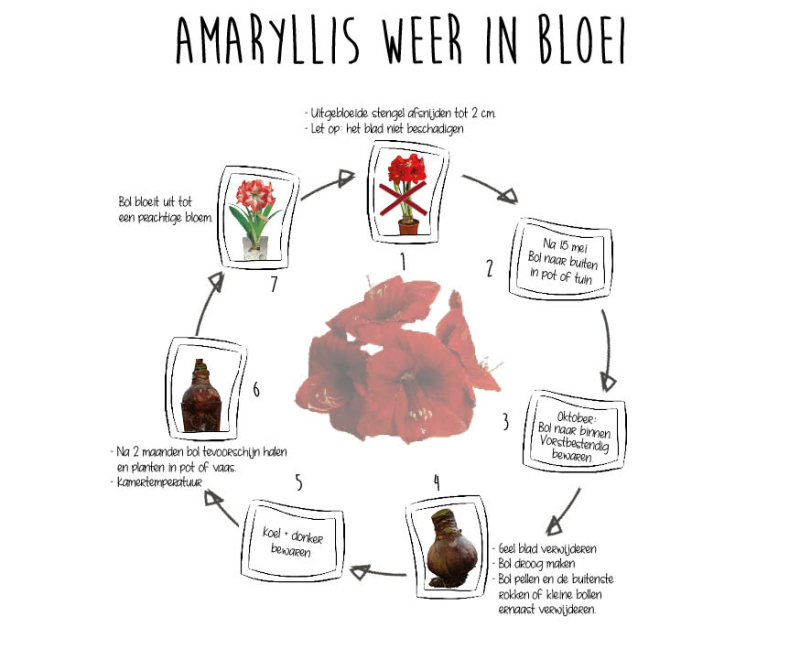 amaryllis-weer-in-bloei-cyclus-1