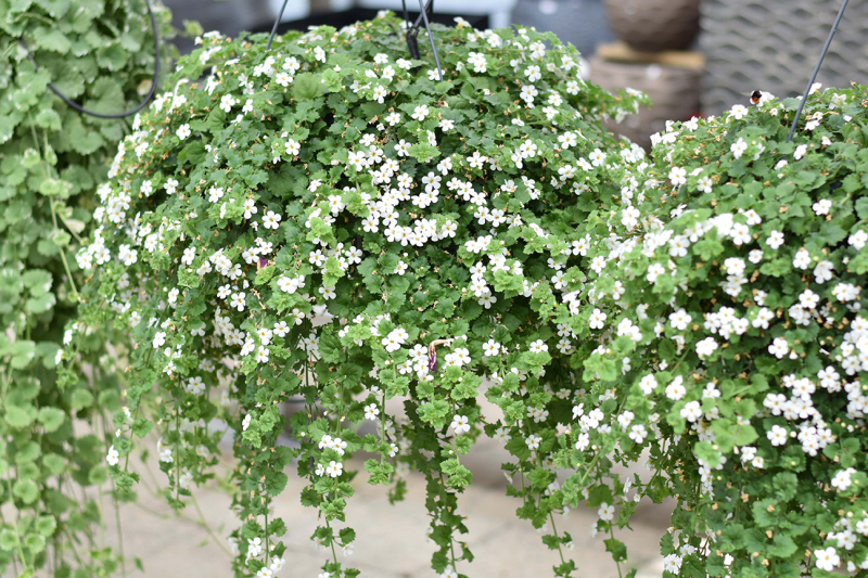 bacopa-hanging-basket