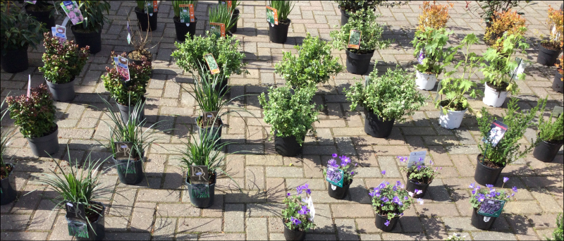 Beplantingsplan laten maken in Wijchen