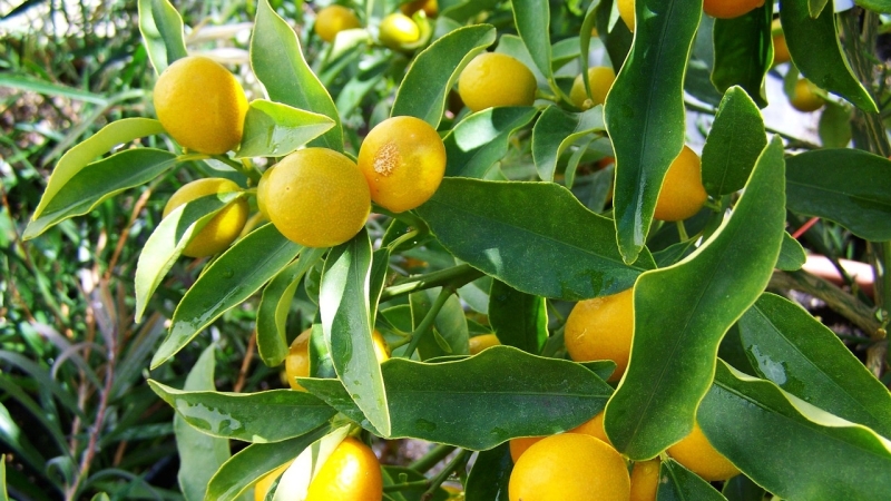 citroenboom-verzorgen