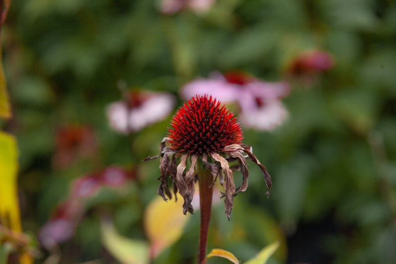 echinacea-afsterven-winter-najaar