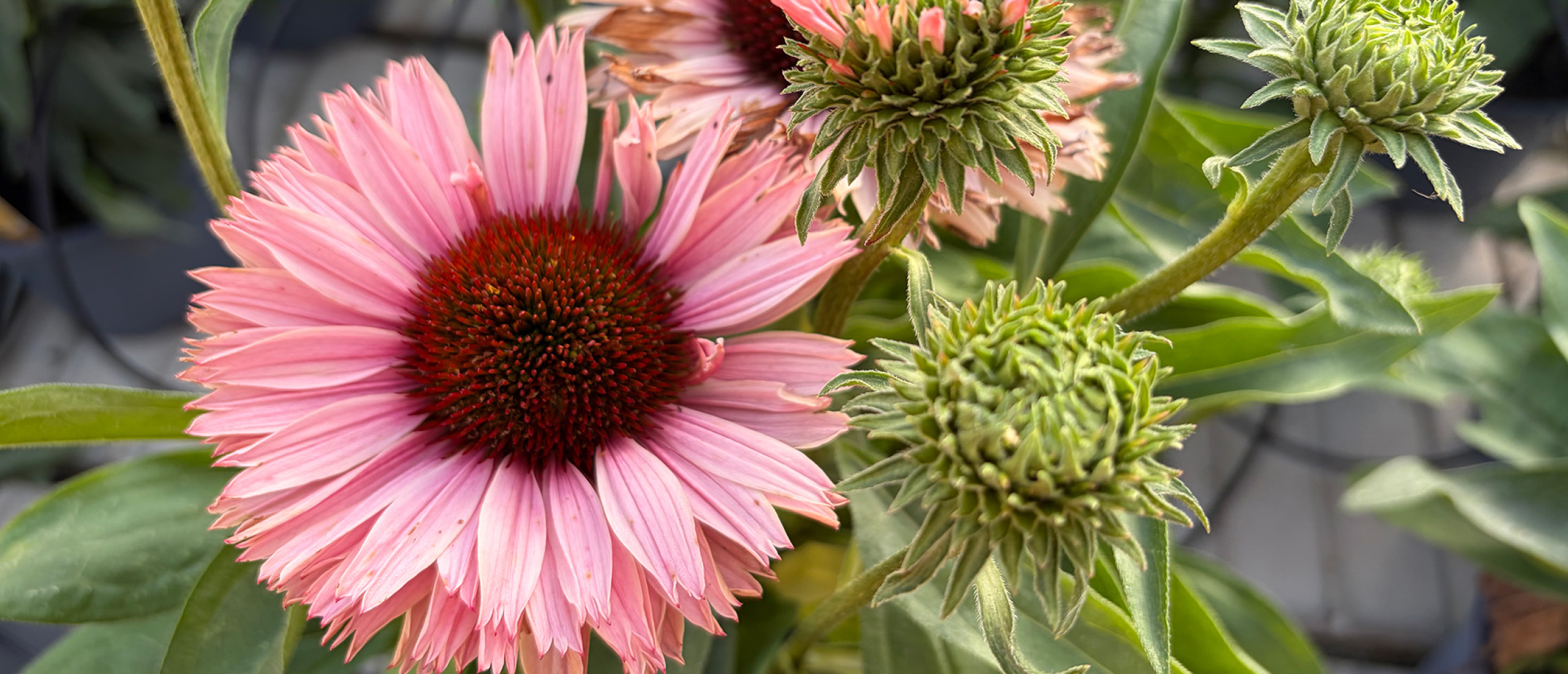 Echinacea: sterke zomerbloeier vol kleur en leven