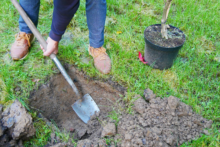 Gat graven voor aanplanten van een boom