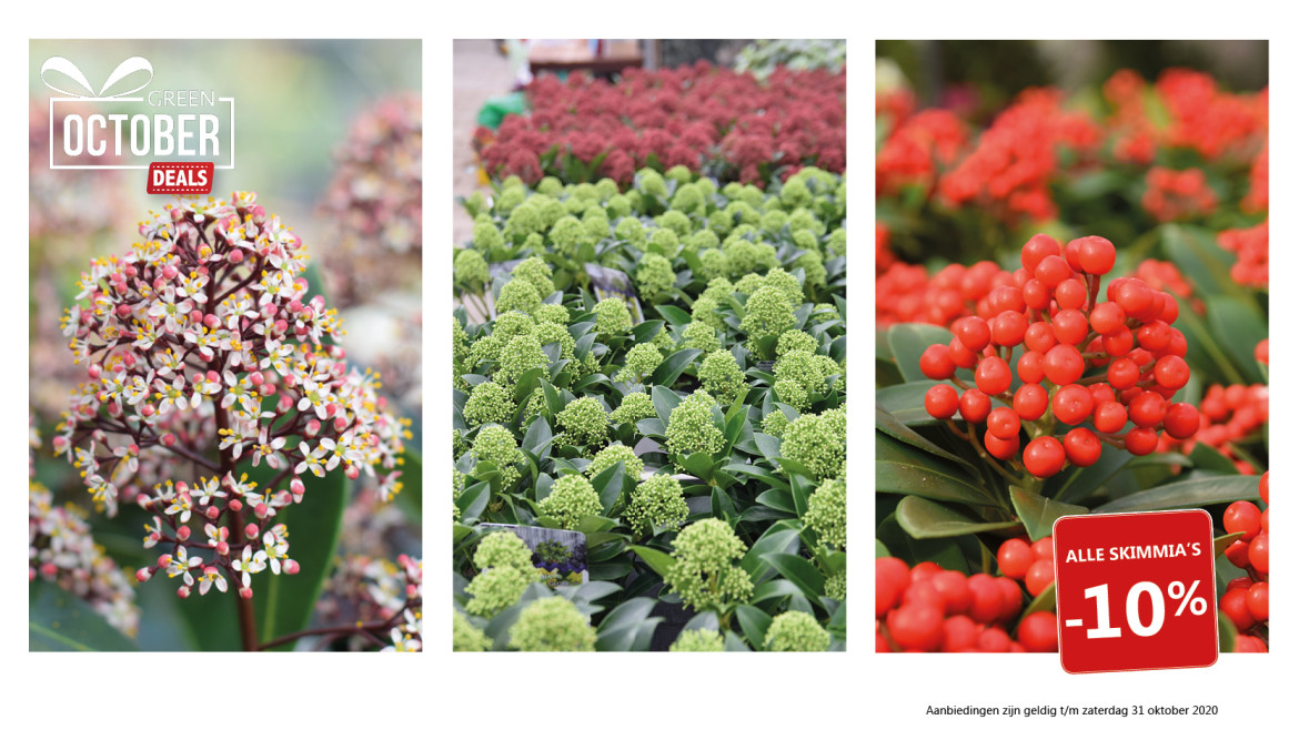 Green October Deal: Skimmia