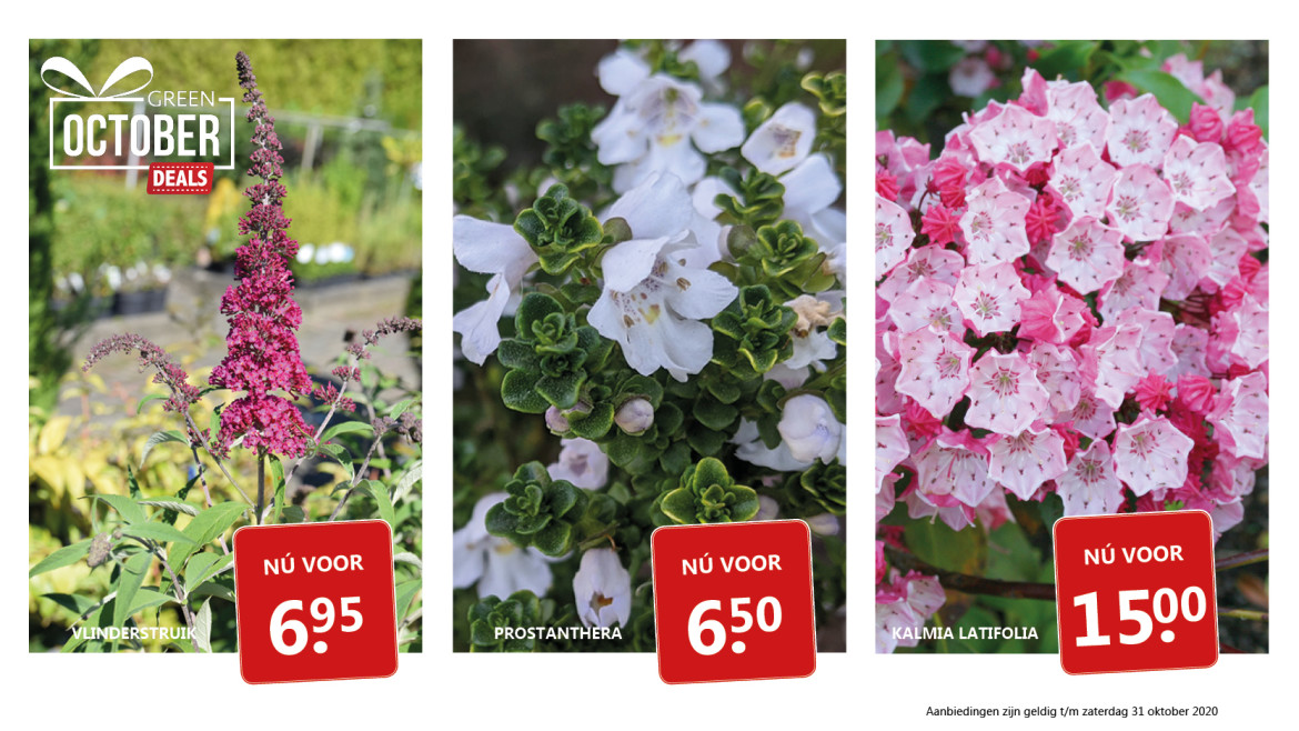 Green October Deals: vlinderstruik - prostanthera - skimmia