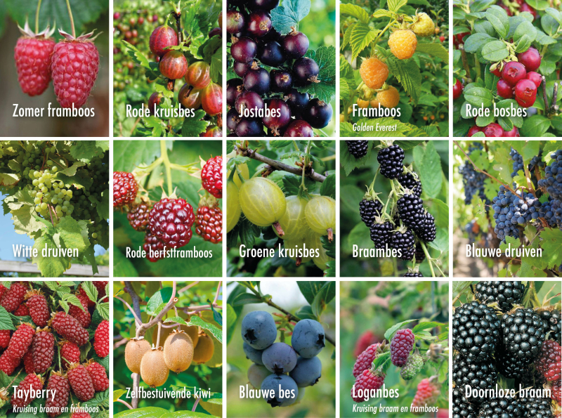 klein-fruit-soorten-tuincentrum-wijchen