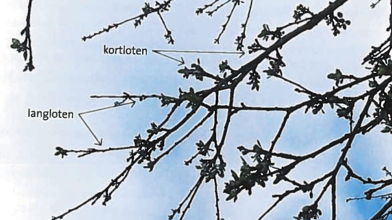 korte-loten-lange-loten-fruitboom