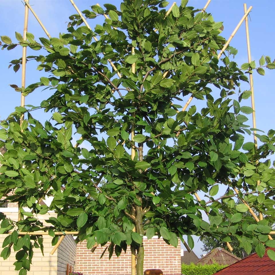 Leiboom-bladverliezend-carpinus-betulus-haagbeuk Bladverliezende leiboom: Carpinus Betulus (Haagbeuk)