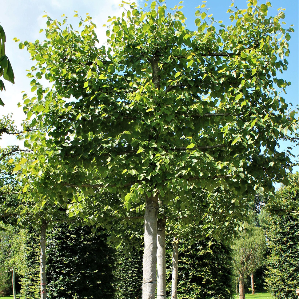 Leiboom-bladverliezend-Tilia-vulgaris-pallida-koningslinde Bladverliezende leiboom: Tilia vulgaris 'pallida' (koningslinde)