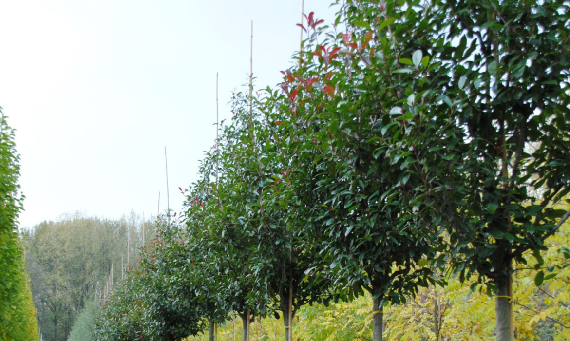 Leiboom-groenblijvend-photinia-fraseri-red-robin-glansmispel Groenblijvende leiboom: Photinia Fraseri Red Robin (glansmispel)