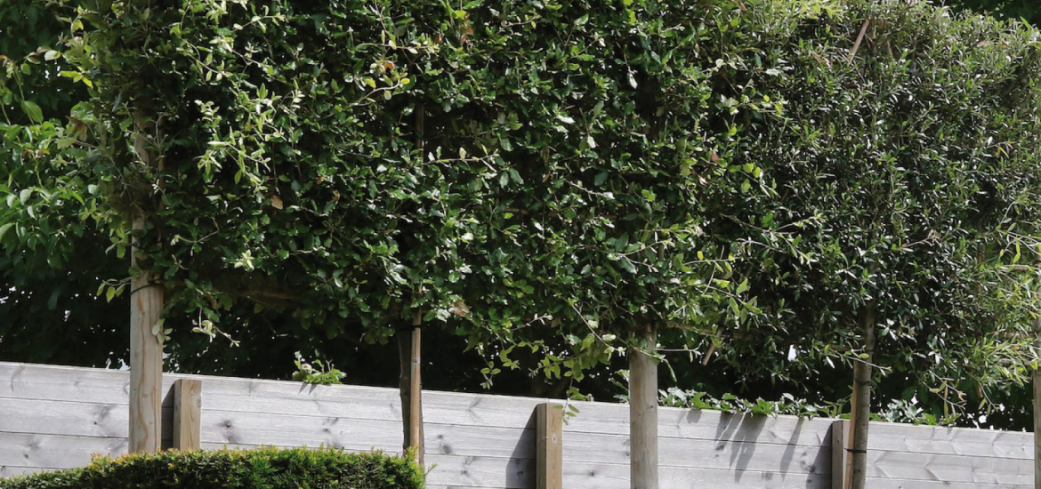 Leiboom-groenblijvend-Quercus-ilex-steeneik Groenblijvende leiboom: Quercus ilex (steeneik)